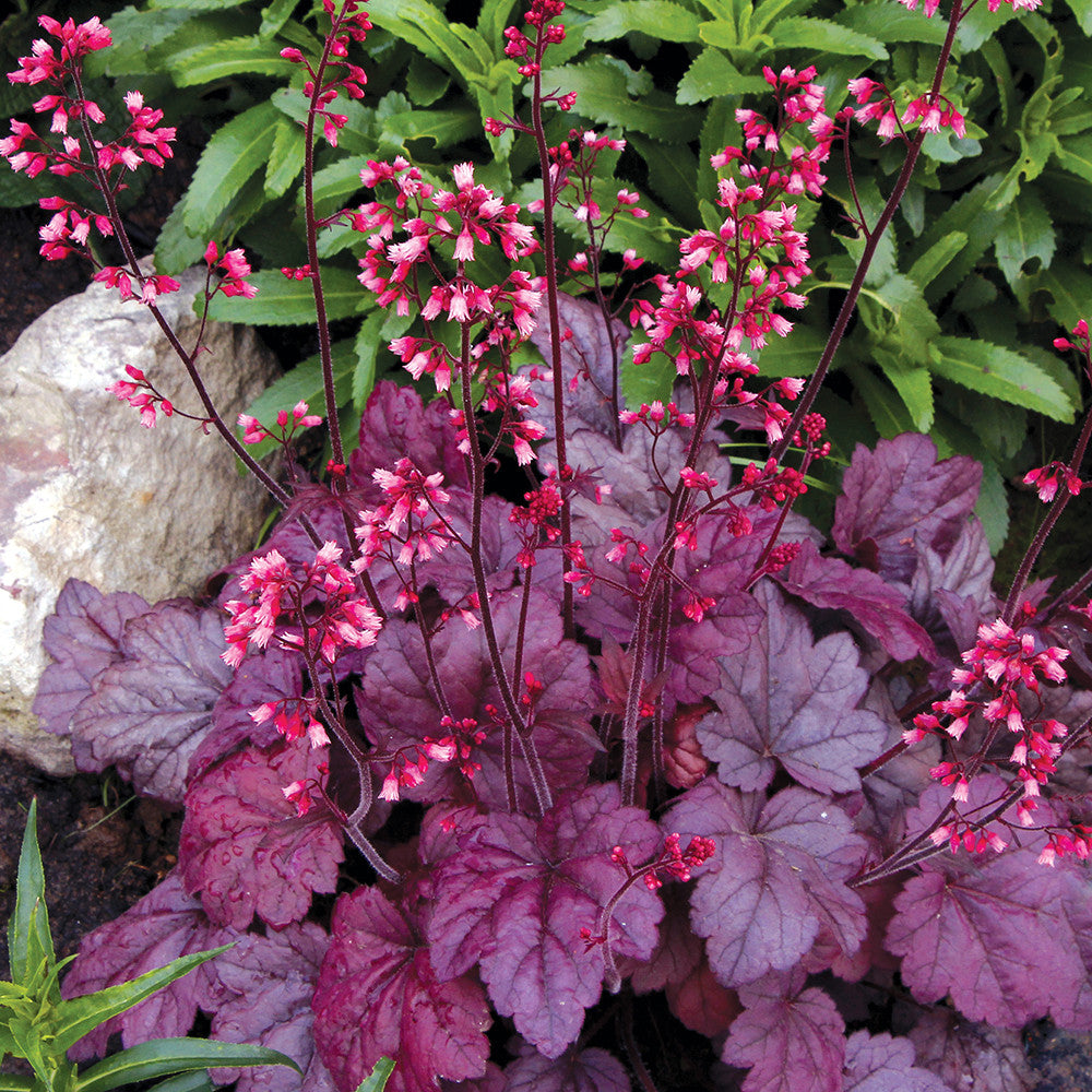 Heuchera ‘Grape Soda’
