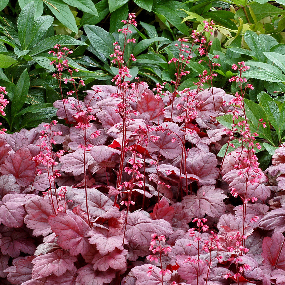 Heuchera ‘Grape Soda’