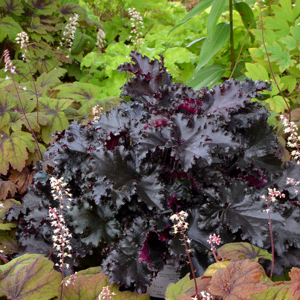 Heuchera ‘Black Taffeta’