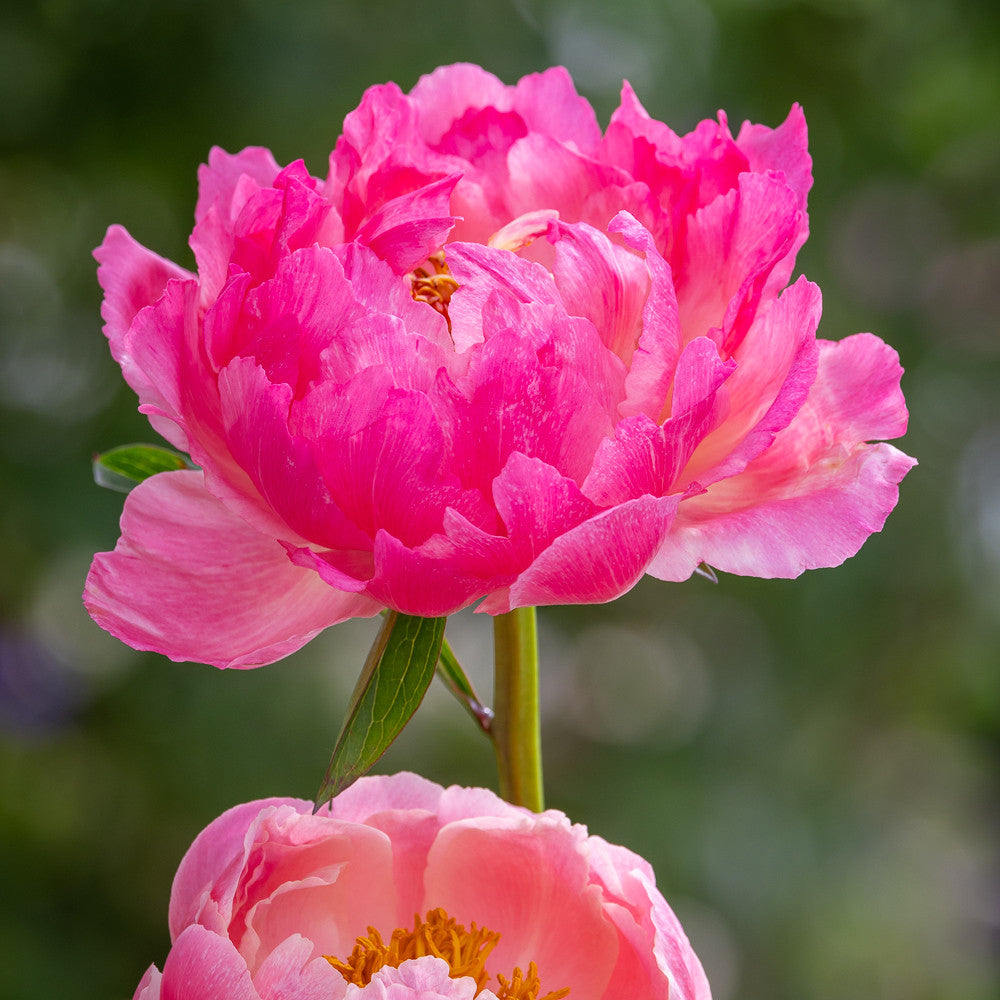 Paeonia 'Coral Sunset'