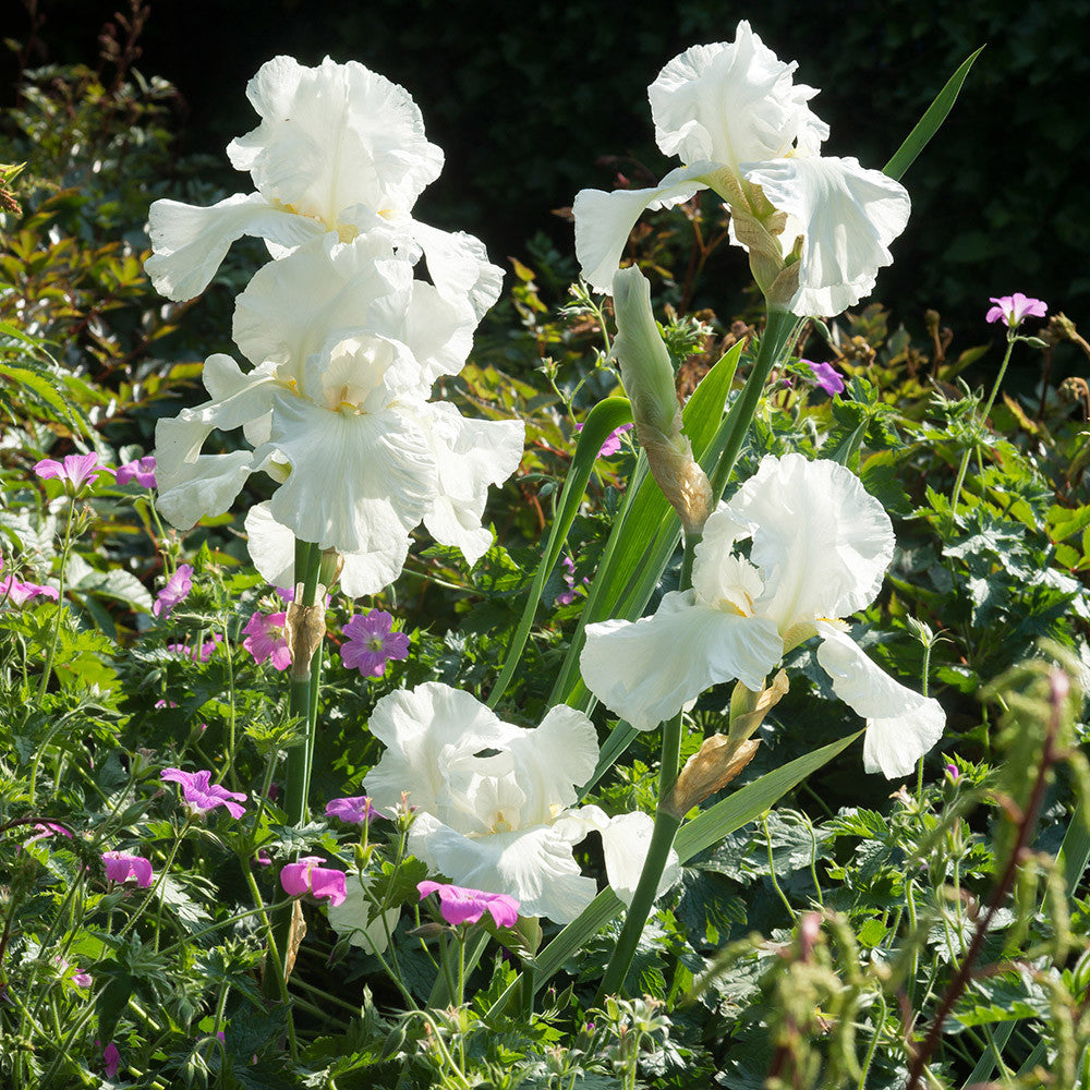 Buy Iris germanica 'Immortality' | Bearded Iris | Sarah Raven