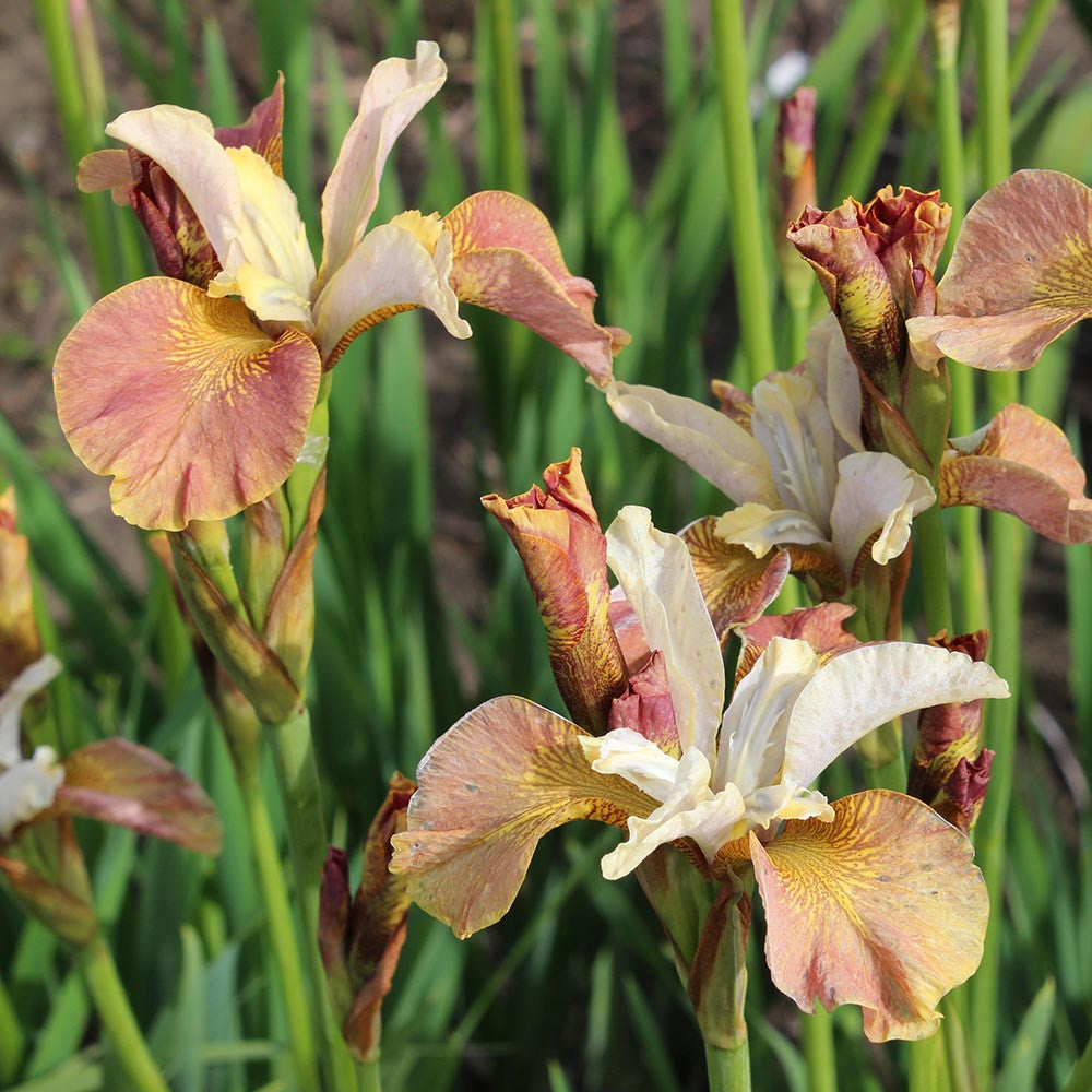 Iris sibirica 'Drink Your Tea'