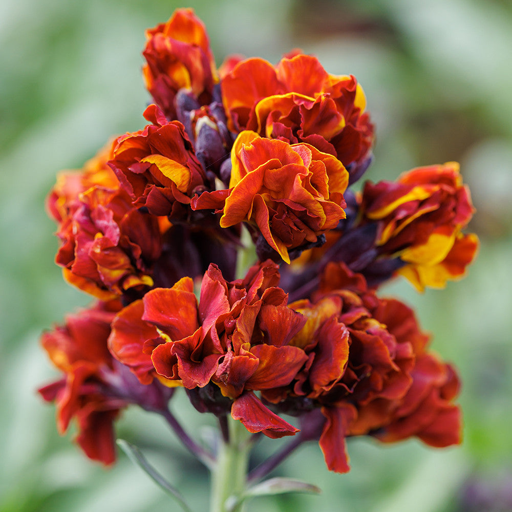 Wallflower 'Taffeta Red'