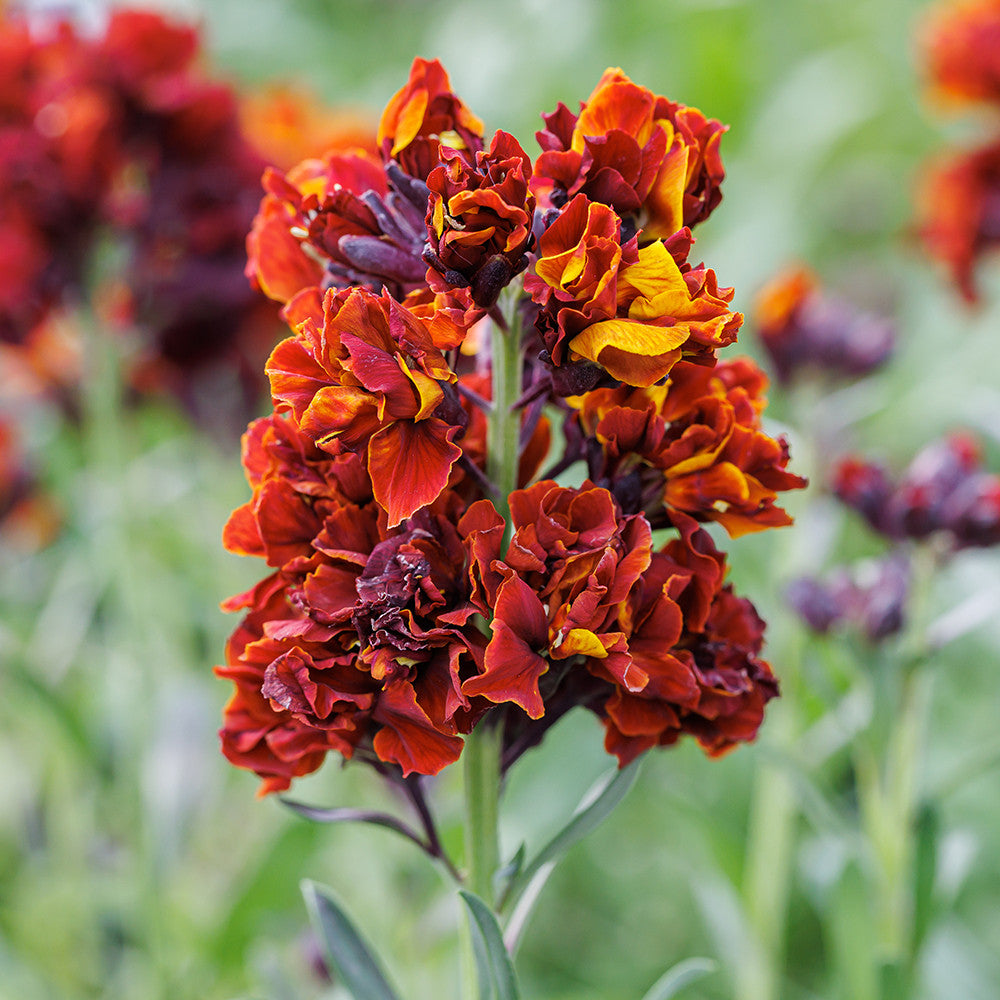 Wallflower 'Taffeta Red'