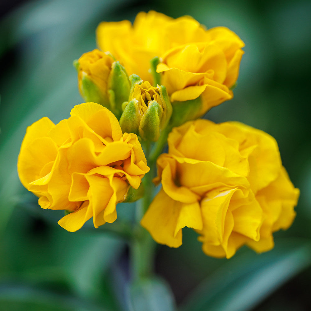 Wallflower 'Taffeta Gold'
