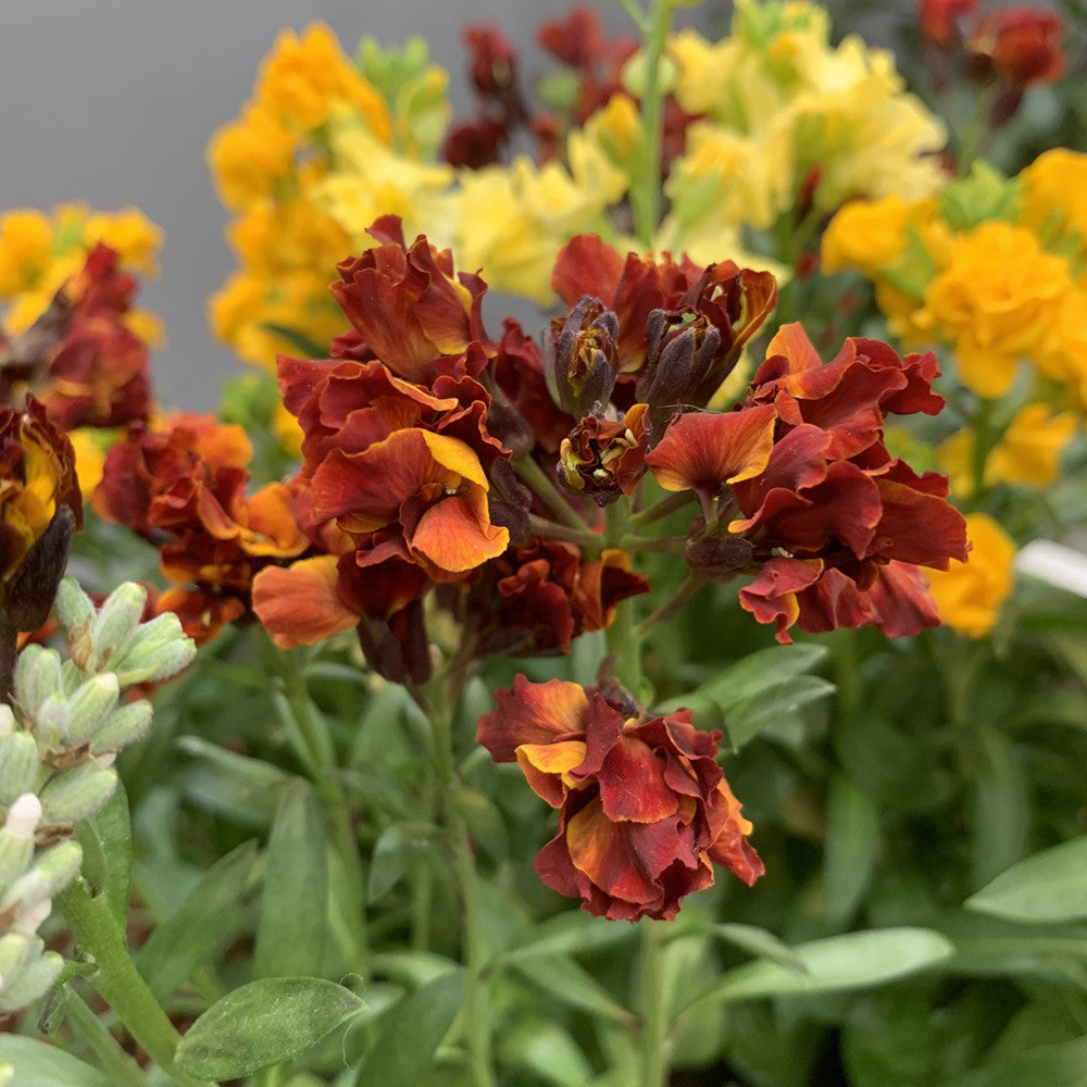 Wallflower 'Taffeta Mix'