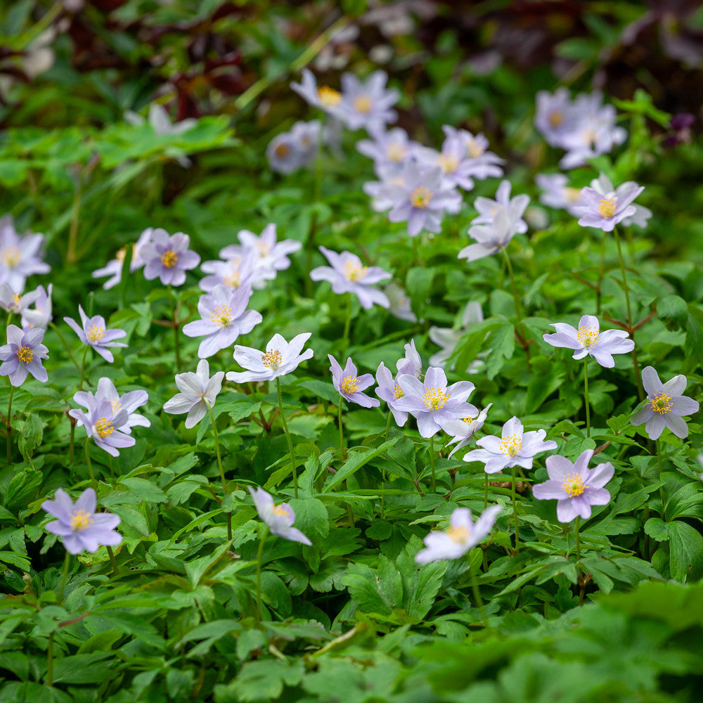 Anemone nemorosa 'Robinsoniana'