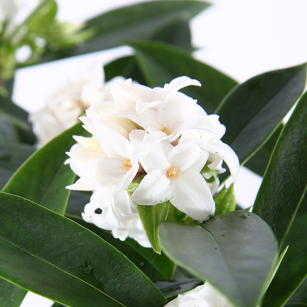 Daphne 'Perfume Princess White'