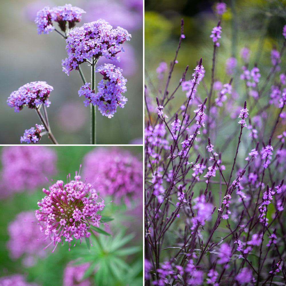 Chalky Soil Border Collection