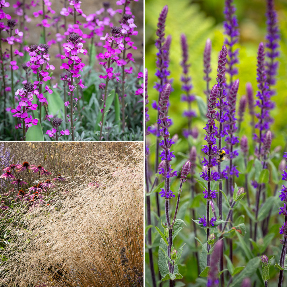 Chalky Soil Border Collection