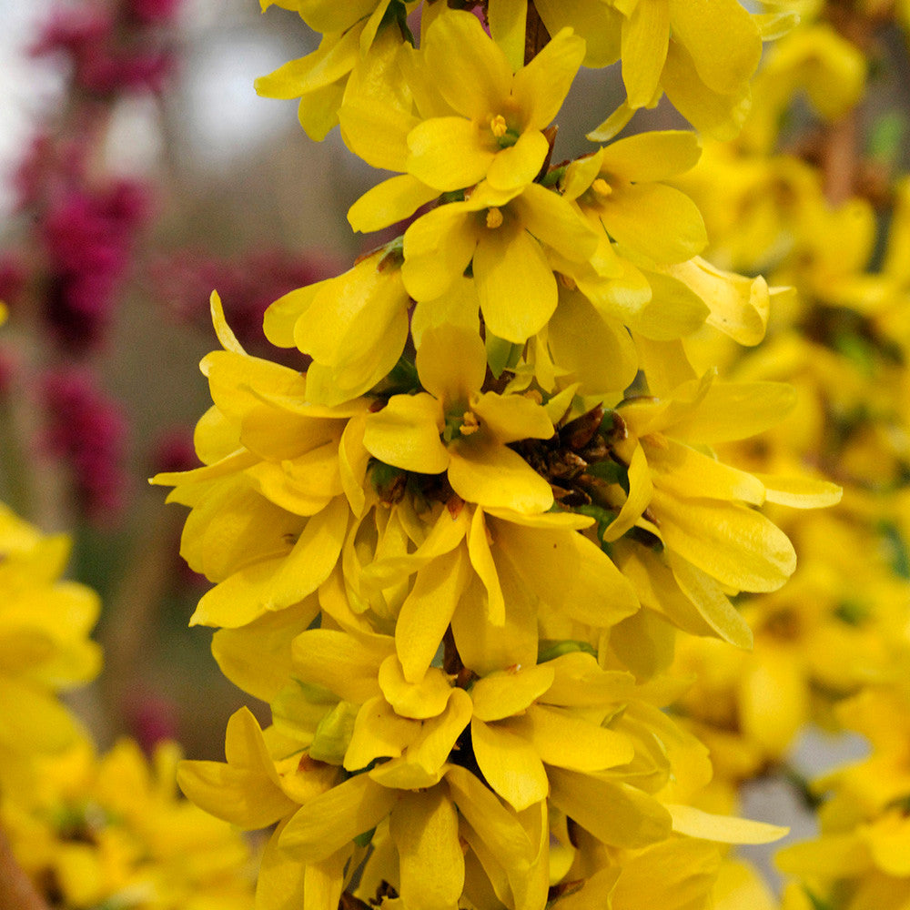 Forsythia × intermedia 'Mikador'