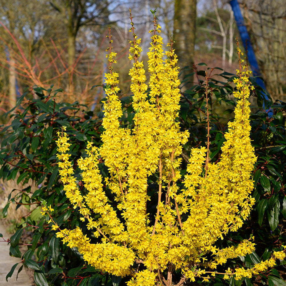 Forsythia × intermedia 'Mikador'