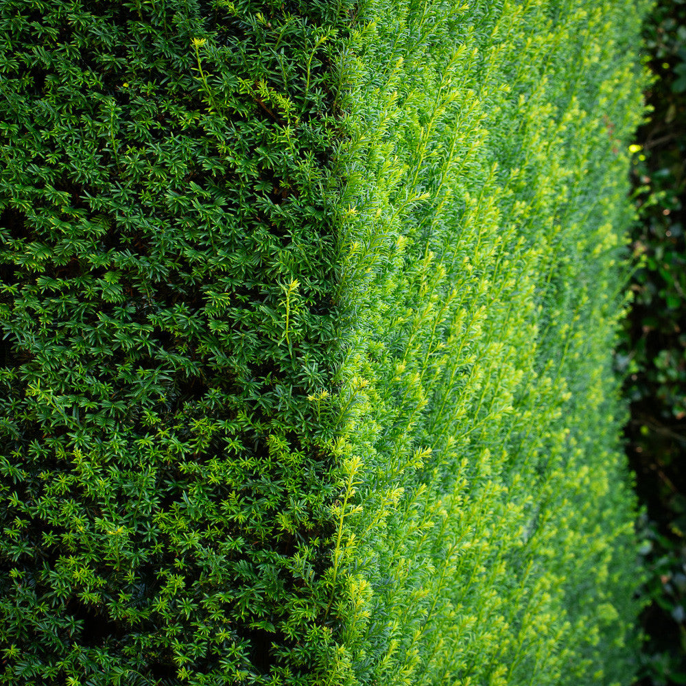 English Yew (Taxus baccata)