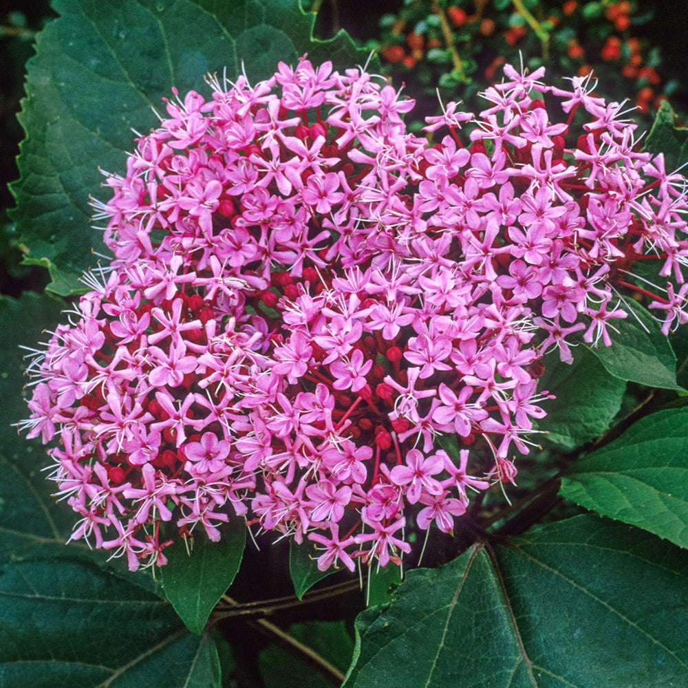 Clerodendrum bungei
