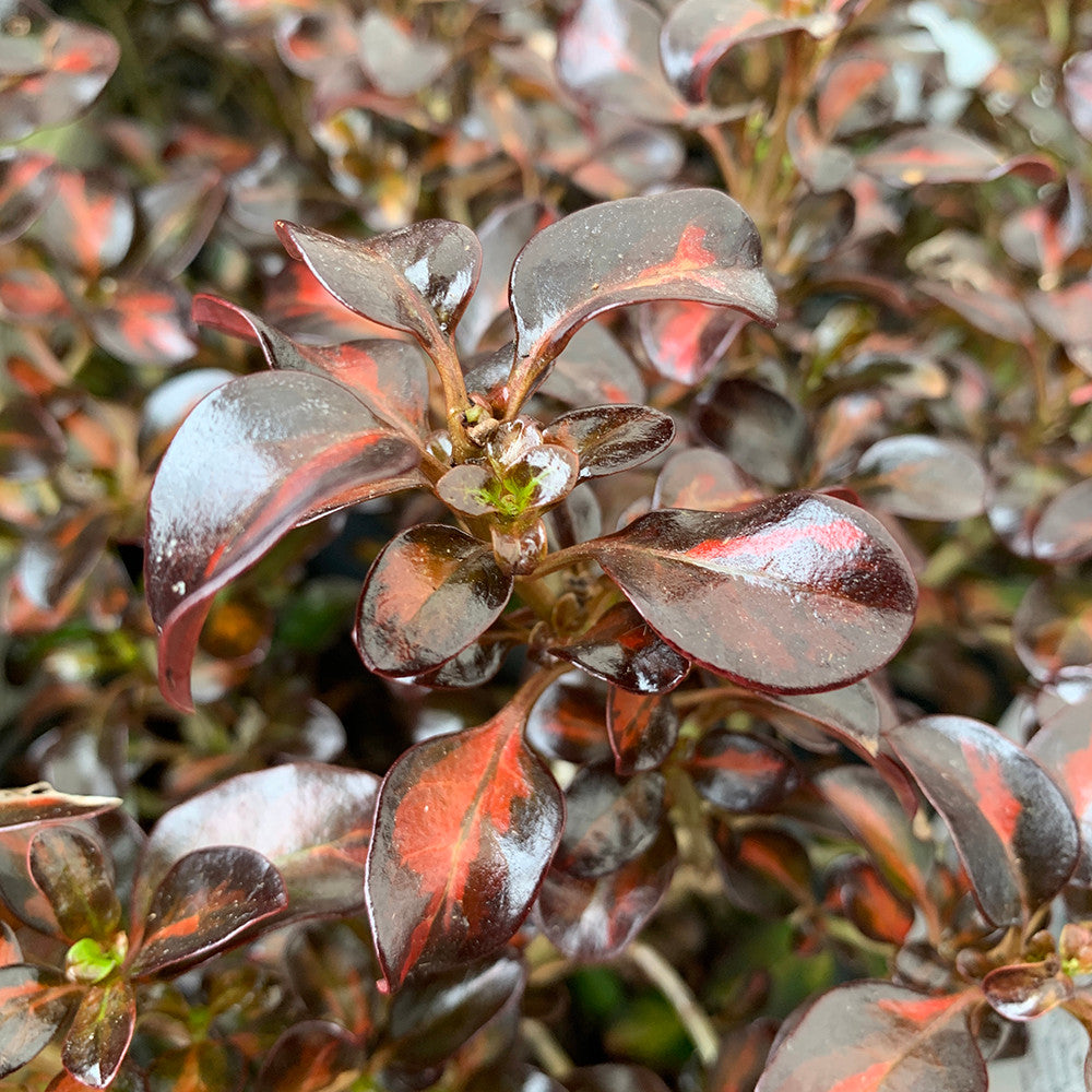 Coprosma repens 'Scarlet O'Hara'