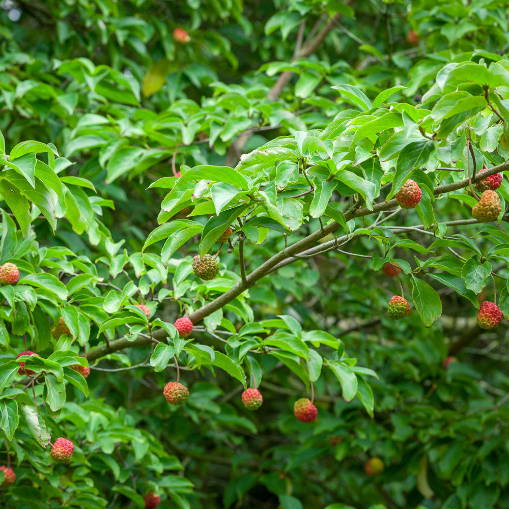 Cornus kousa 'Norman Hadden