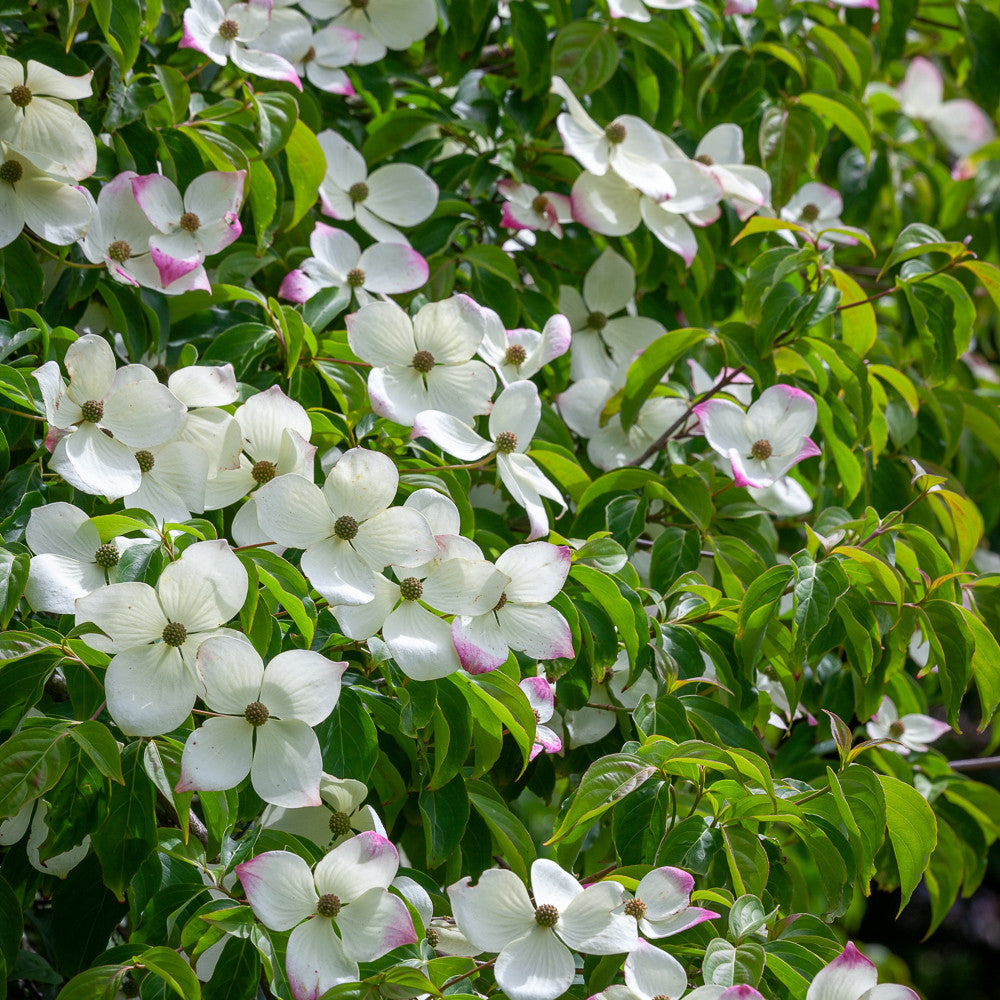 Cornus kousa 'Norman Hadden