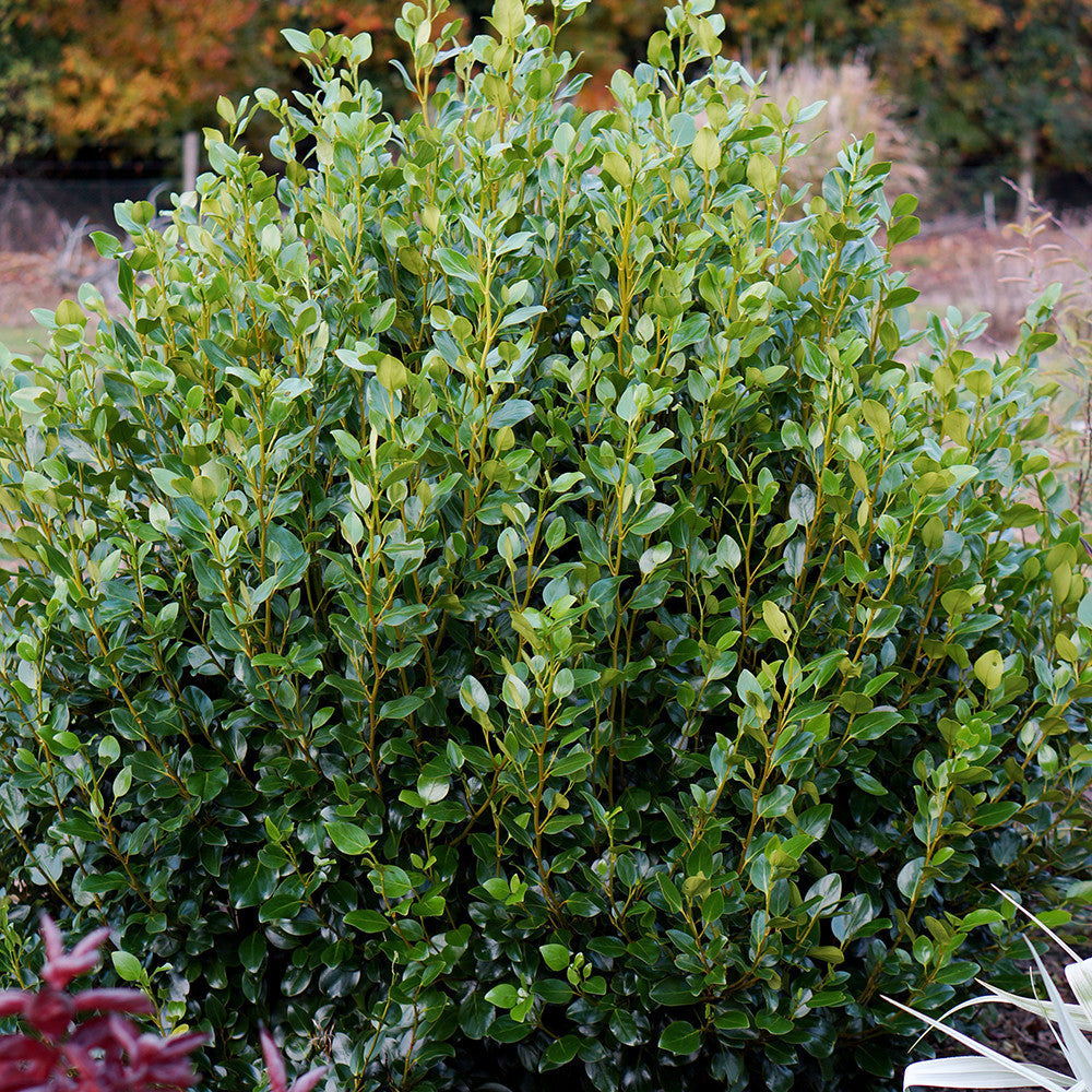 Griselinia littoralis