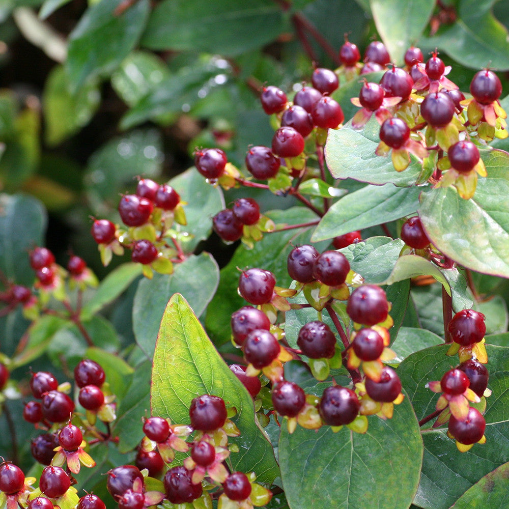 Hypericum x inodorum 'Magical Universe'