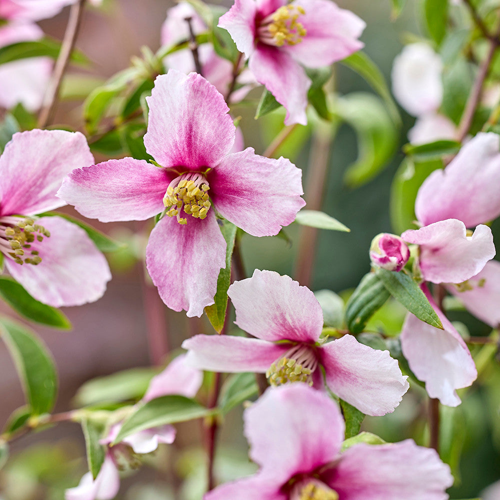 Philadelphus 'Petite Perfume Pink'