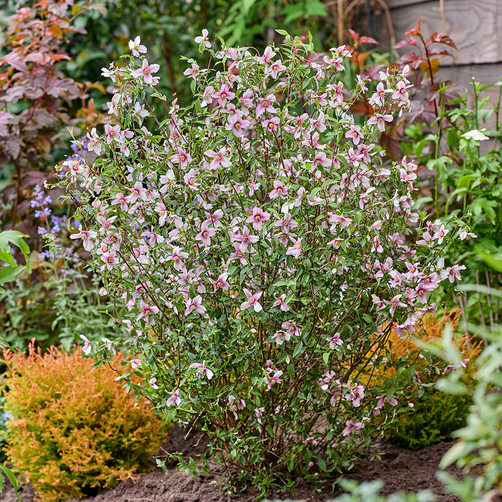 Philadelphus 'Petite Perfume Pink'