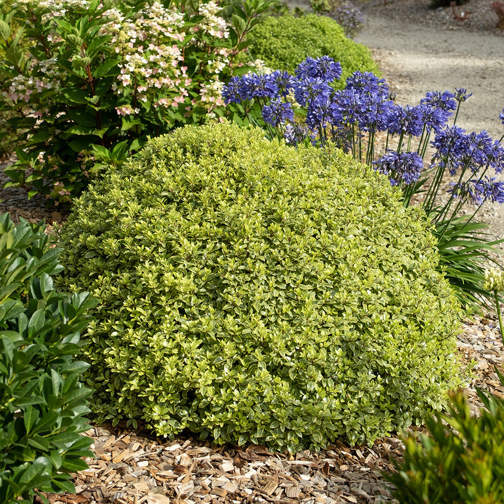 Pittosporum tenuifolium 'Glo Ball'