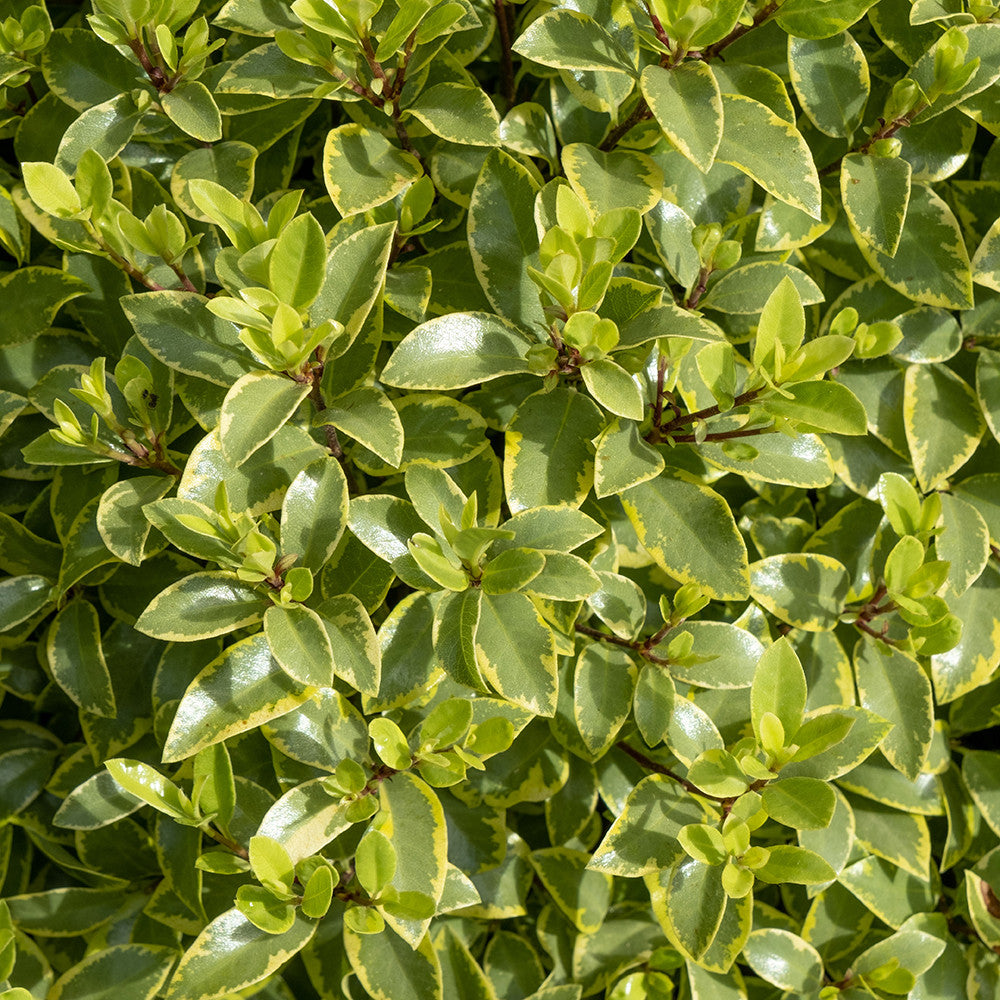 Pittosporum tenuifolium 'Glo Ball'