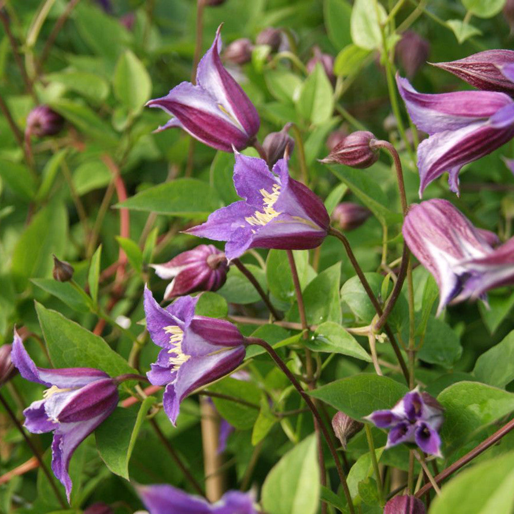 Crown Clematis Collection