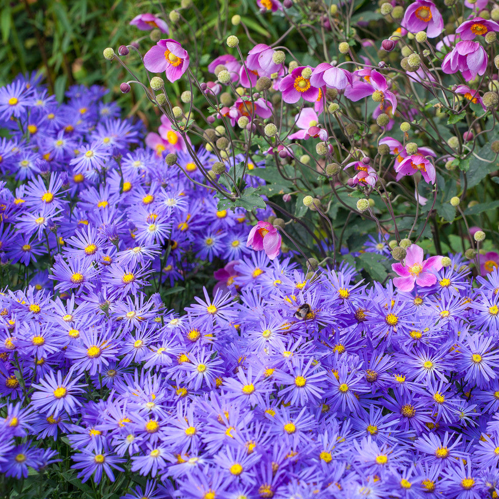 On-and-on-we-go Autumn Border Combination