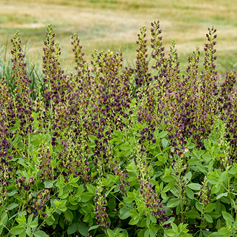 Baptisia 'Dark Chocolate' (Decadence Series)