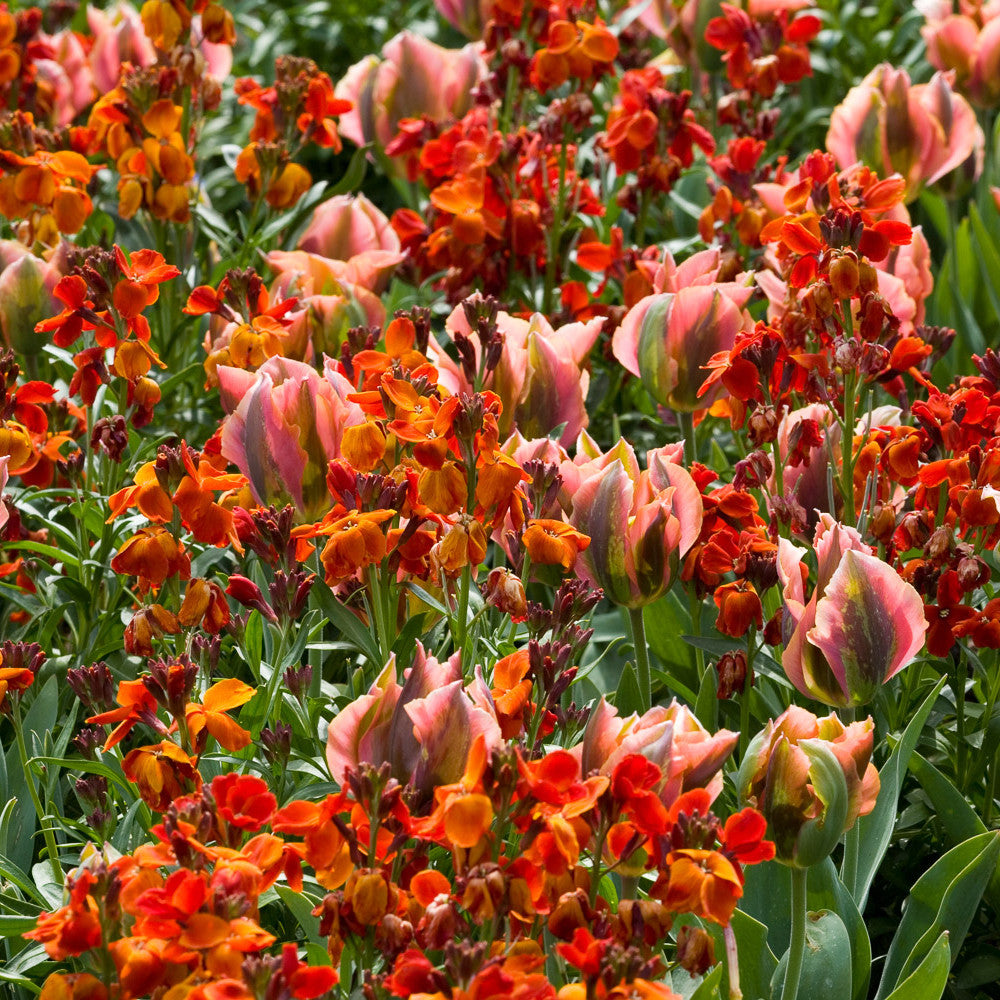Terracotta Garden Bulb Lasagne Collection