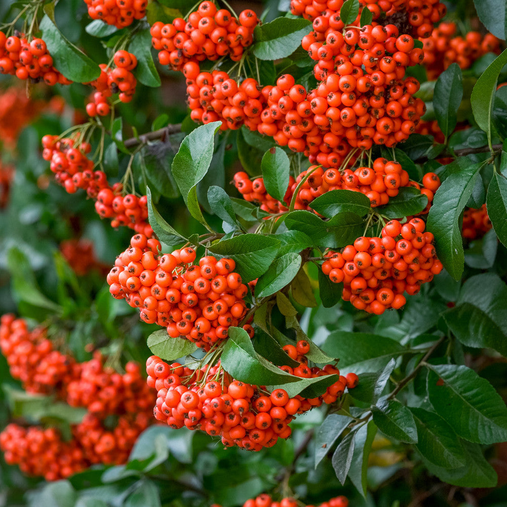 Pyracantha coccinea 'Red Star'