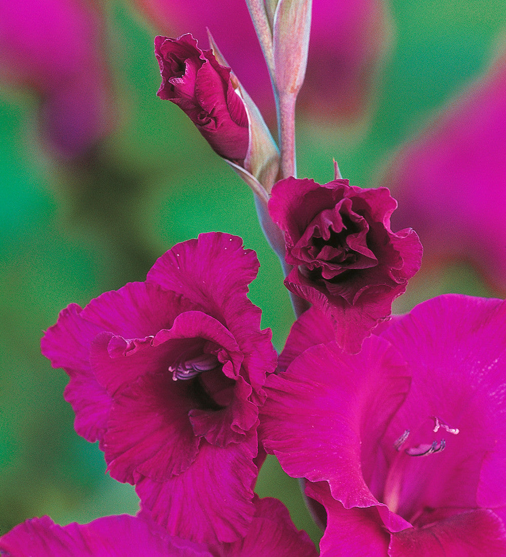 Gladiolus 'Plum Tart'