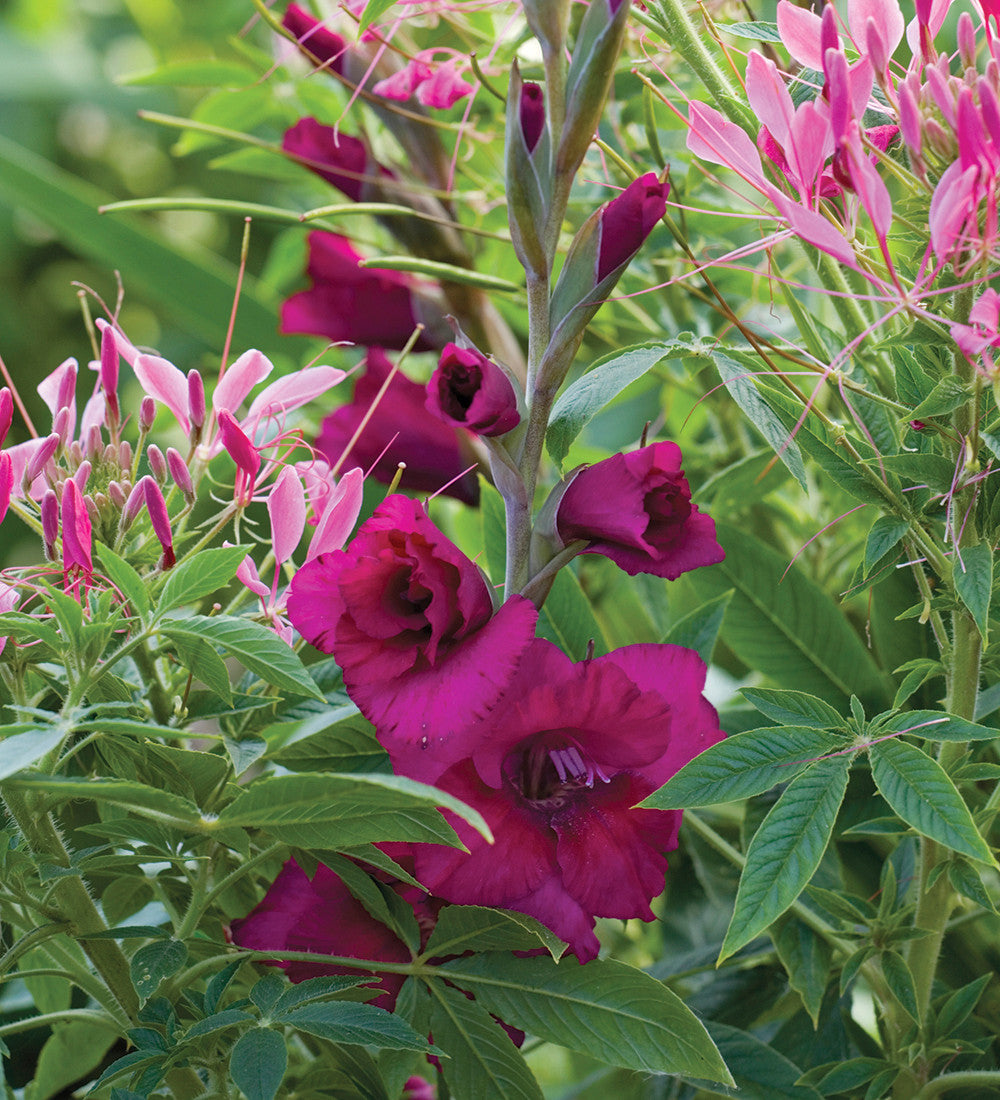 Gladiolus 'Plum Tart'