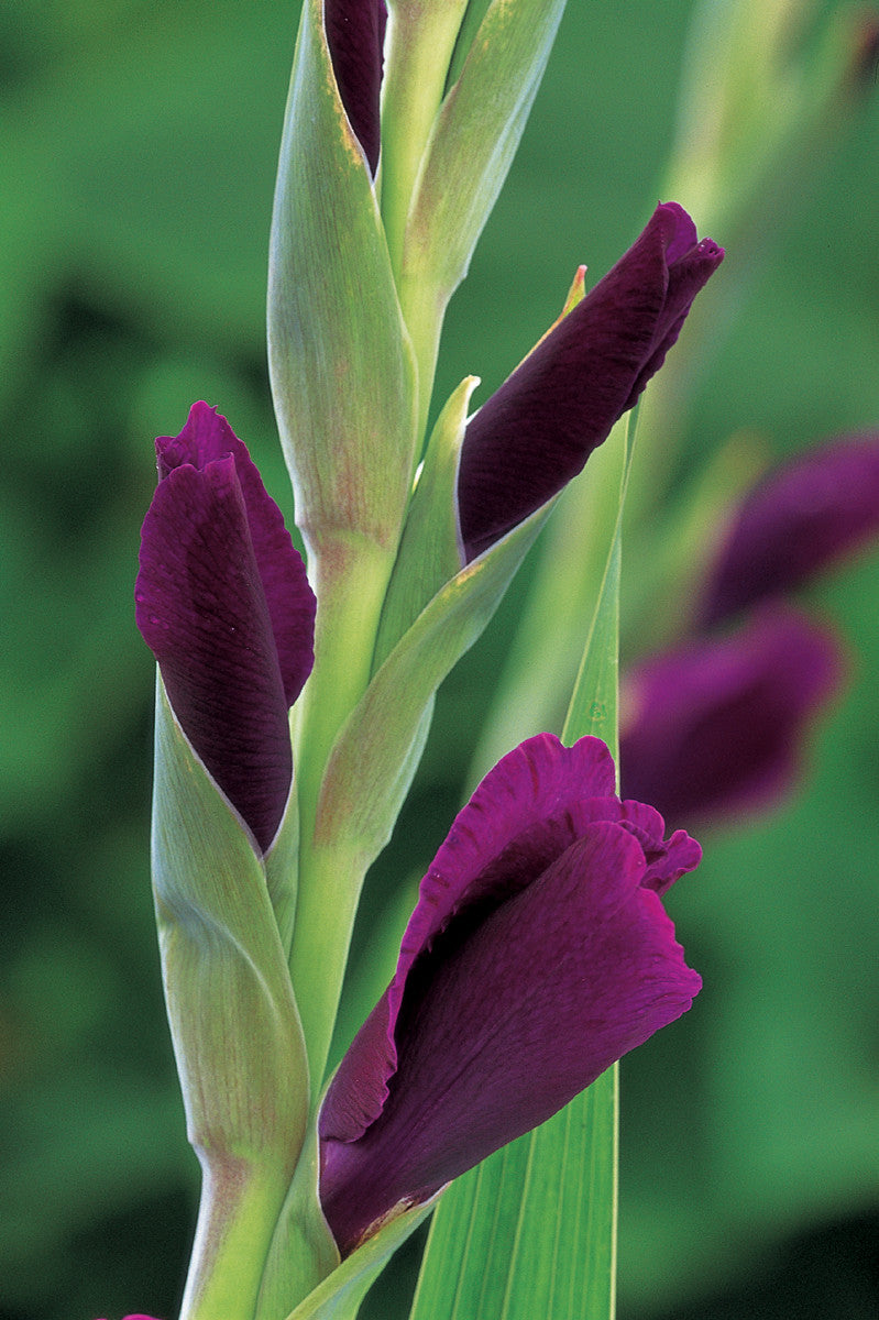Gladiolus 'Purple Flora'