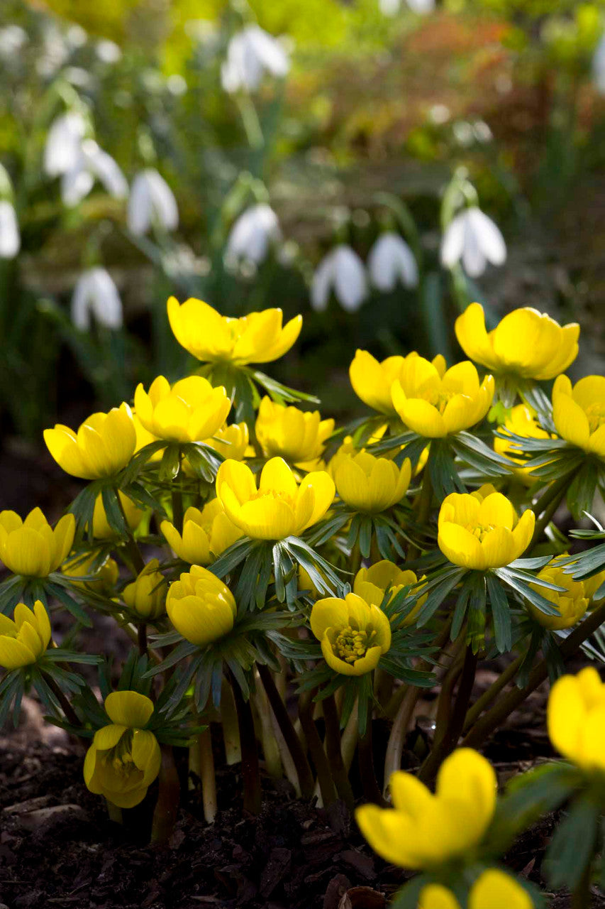 Eranthis Cilicica (Winter Aconite)