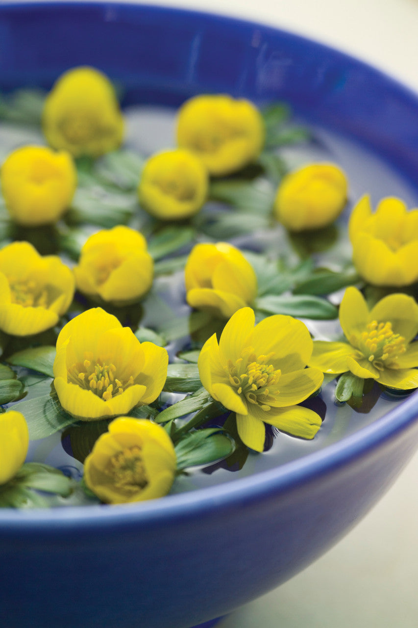 Eranthis Cilicica (Winter Aconite)