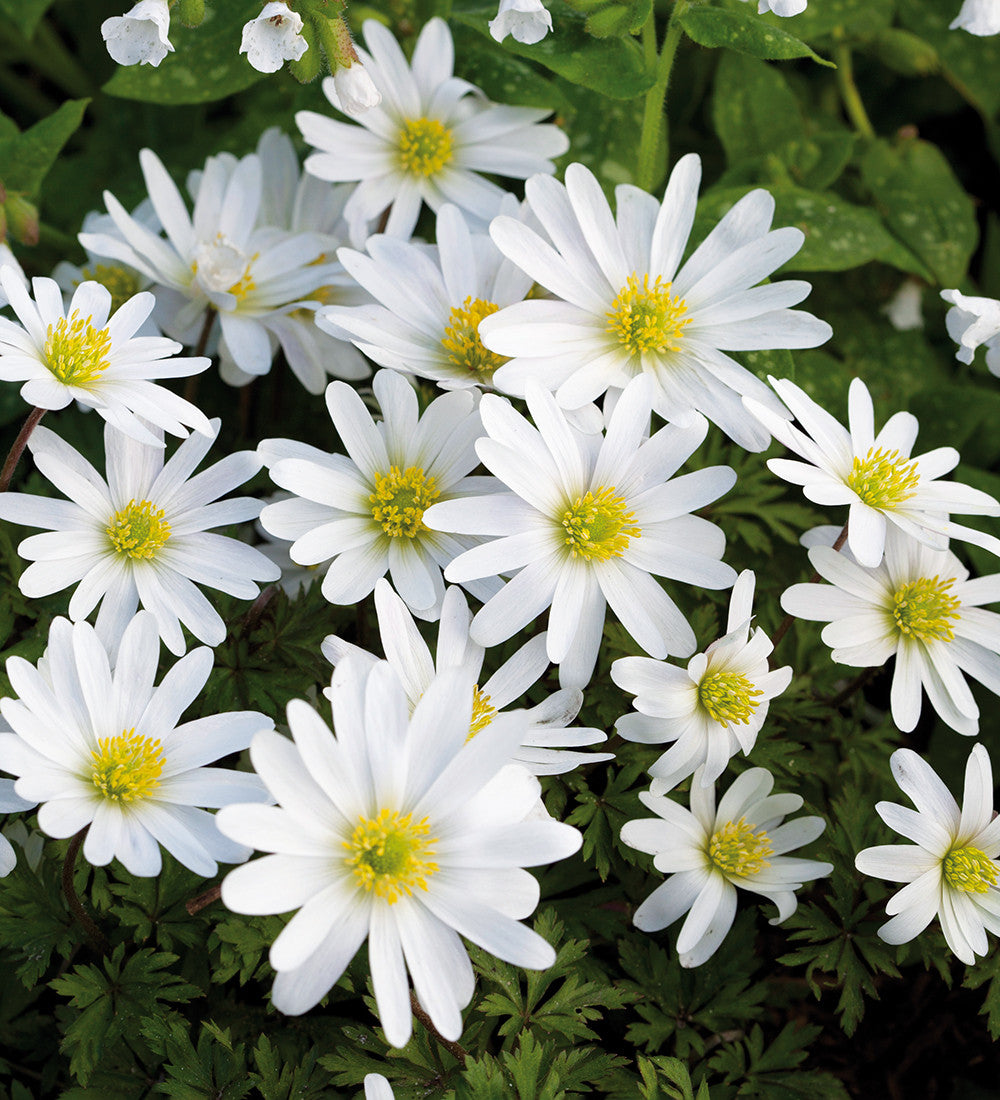 Anemone blanda 'White Splendour'