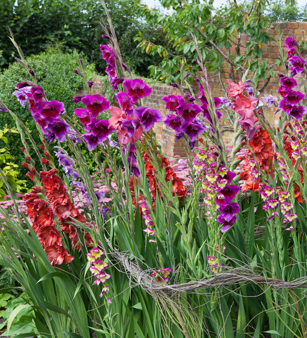 Jewel Gladioli Collection