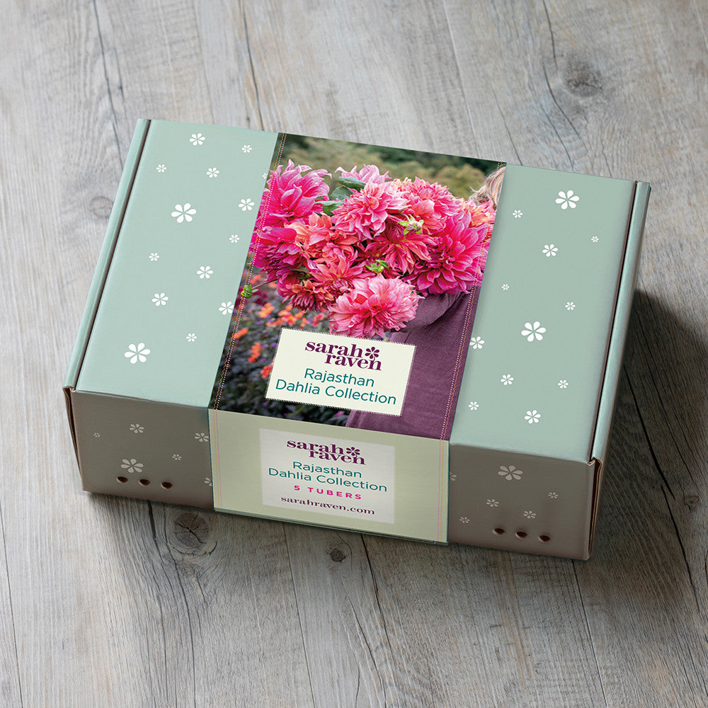Rajasthan Dahlia Collection in a Gift Box (5 tubers)