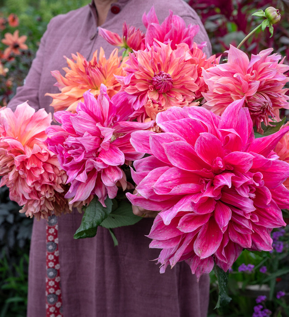 Rajasthan Dahlia Collection in a Gift Box (5 tubers)