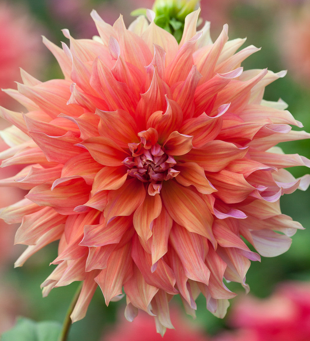 Rajasthan Dahlia Collection in a Gift Box (5 tubers)