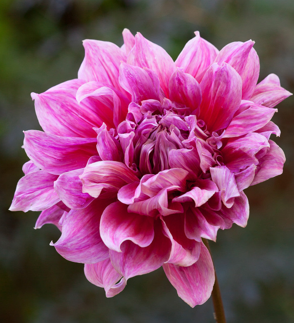 Rajasthan Dahlia Collection in a Gift Box (5 tubers)