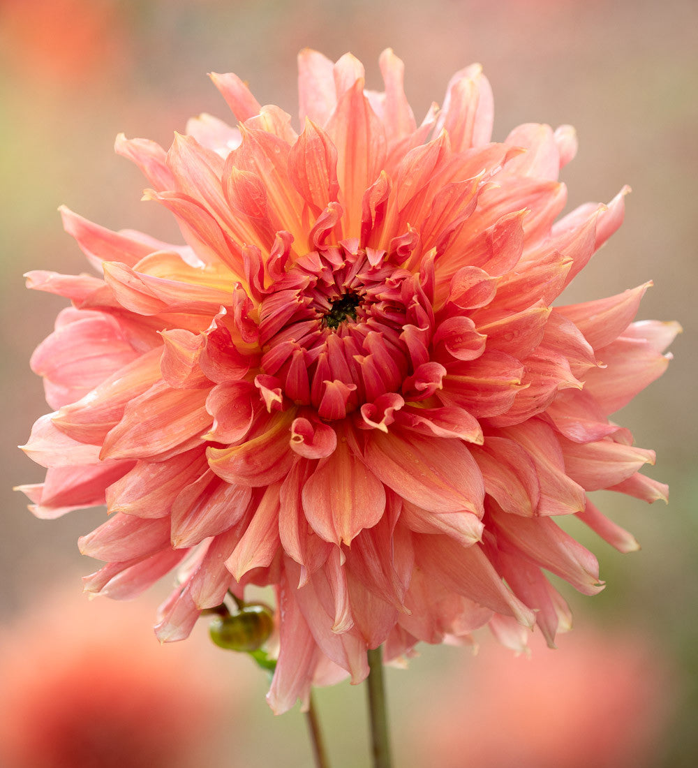 Rajasthan Dahlia Collection in a Gift Box (5 tubers)