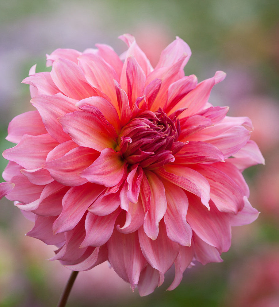 Rajasthan Dahlia Collection in a Gift Box (5 tubers)