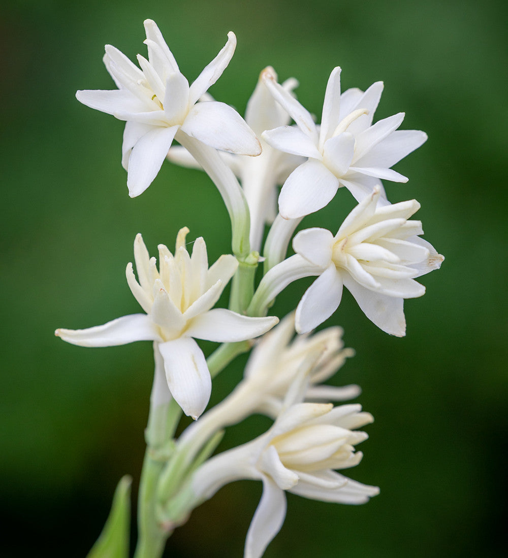 Polyanthes tuberosa 'The Pearl'
