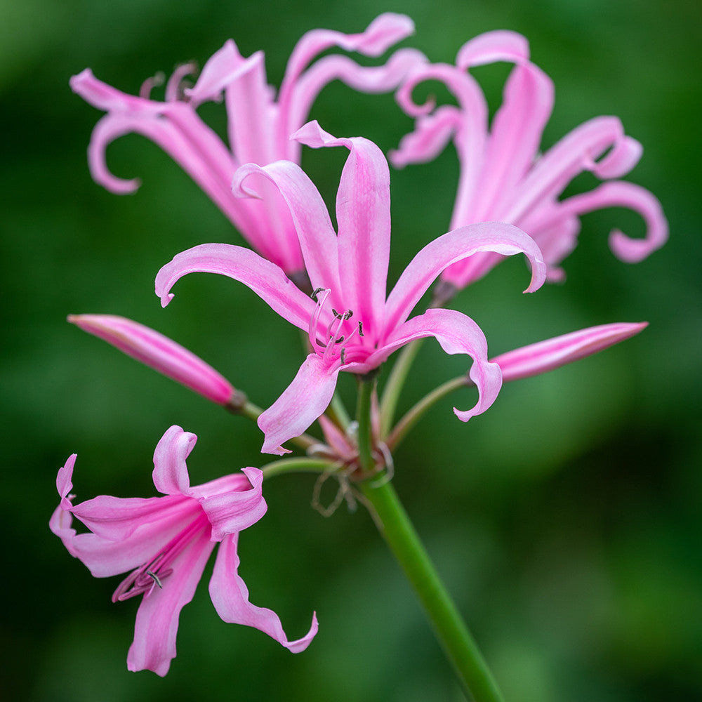 Nerine bowdenii 'Amandi'