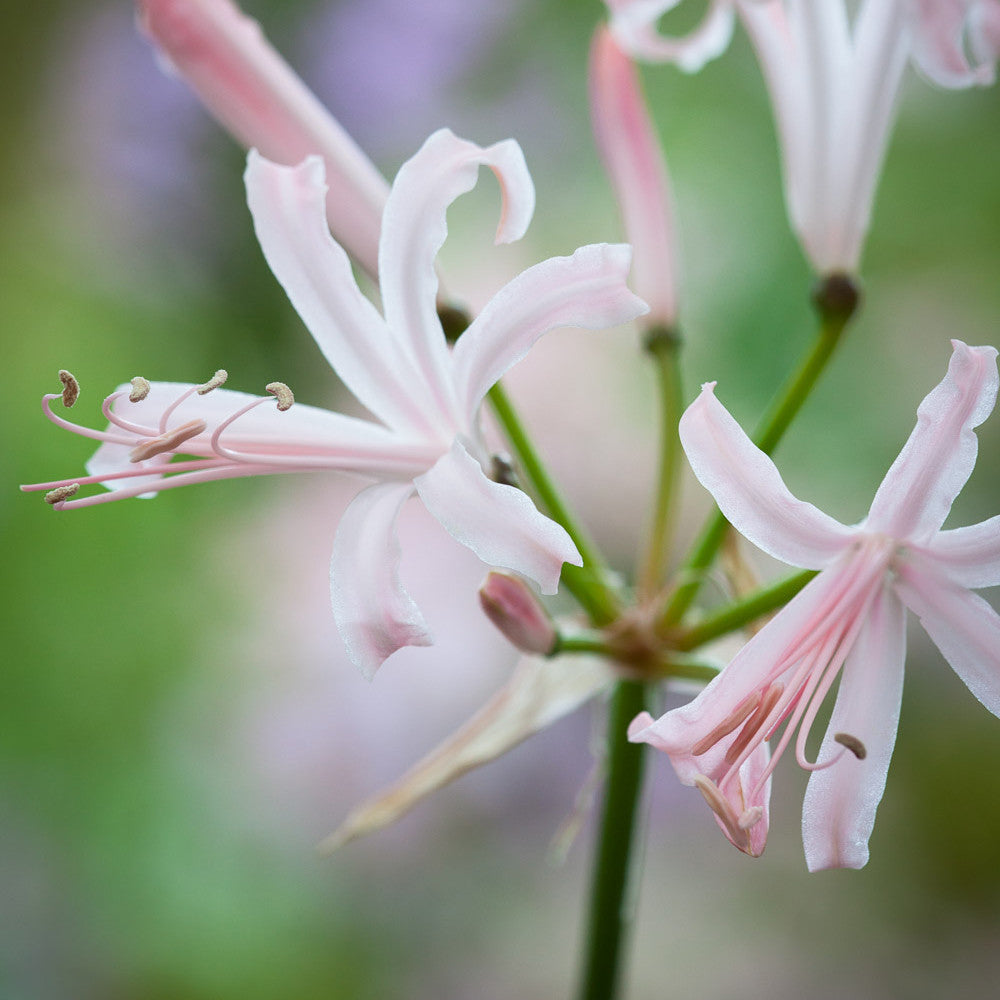 Border Nerine Collection