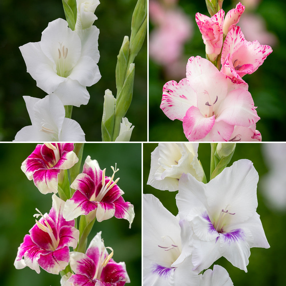Pastel Gladioli Collection