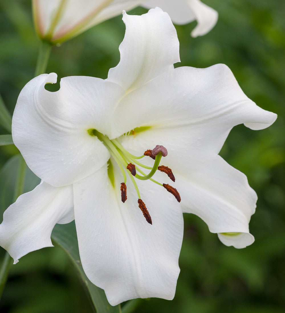 Lilium 'Casa Blanca' (Oriental)